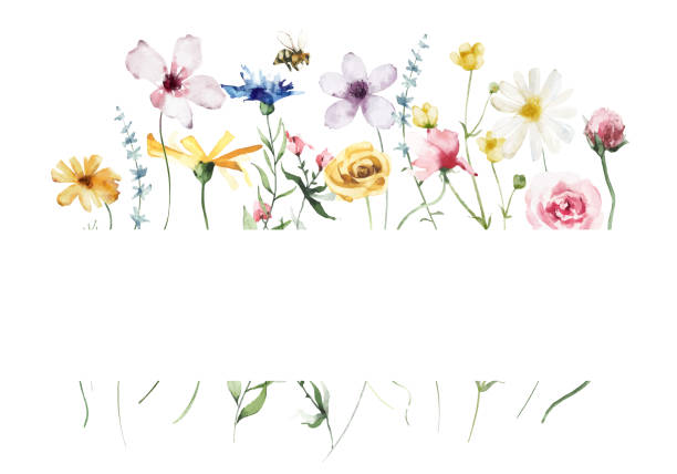 aquarellbemalter blumenrahmen auf weißem hintergrund. blaue, rosa und gelbe wildblumen, zweige, blätter und zweige. - wildflower stock-grafiken, -clipart, -cartoons und -symbole