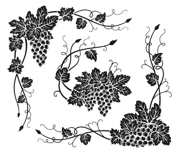 ilustrações de stock, clip art, desenhos animados e ícones de grape vine corner bunches engraved set vintage wine grapes border berry antique decorative ink frame - grape bunch fruit stem