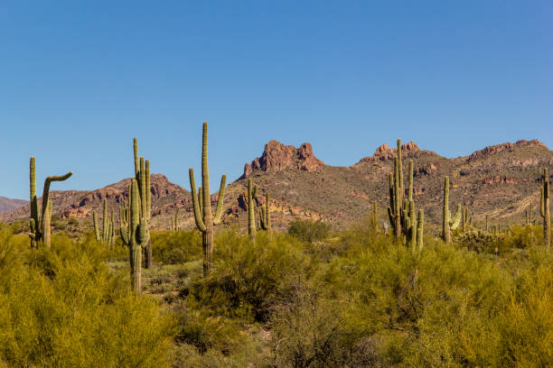 istock Saguaros in Saguaro National Park 1430168249