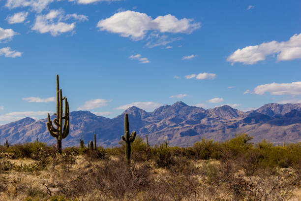 istock Saguaros in Saguaro National Park 1430168893
