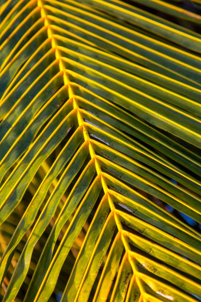 Palm leaf stock photo