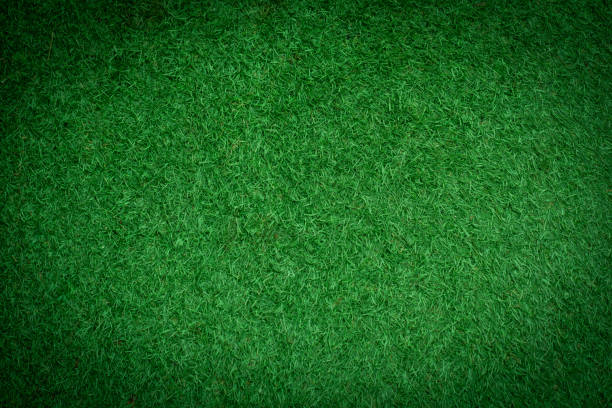istock Green grass background, football field 1430171614