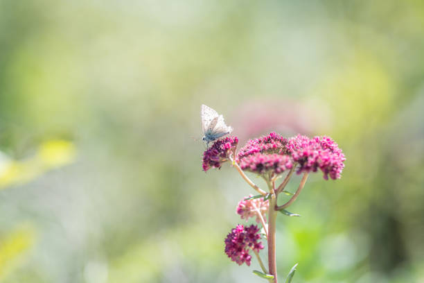 Argus butterfly on sedum flower focus on foreground blur background