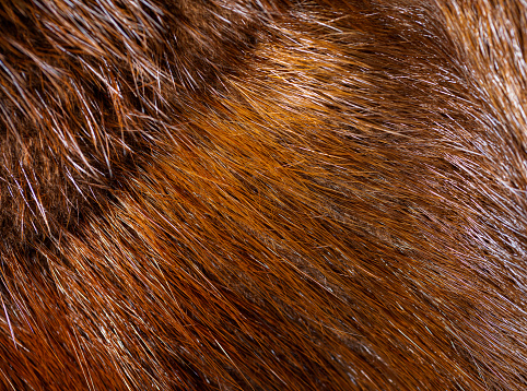 Animal fur close up of brown fluffy gradient texture background.