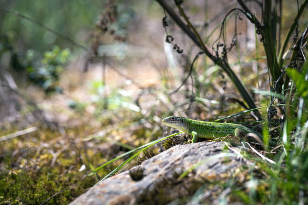 European green lizard resting on a rock