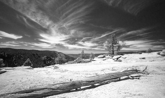 Pine tree under cirrus cloudscape at Taft Point in Yosemite National Park in Central California United States