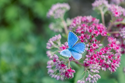 Argus butterfly on sedum flower focus on foreground blur background