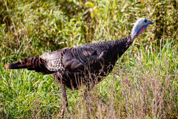istock Wild Turkey (Meleagris gallopavo) close up in a Wisconsin field 1430179011