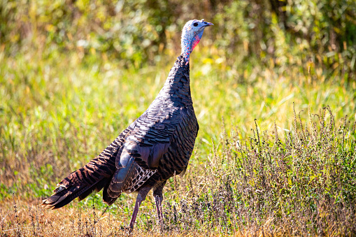 Wild Turkey (Meleagris gallopavo) close up in a Wisconsin forest, horizontal