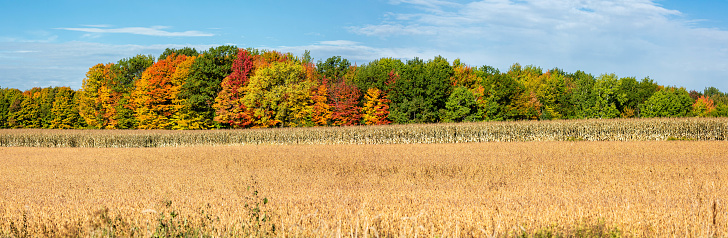 Wisconsin corn, soybeans and colorful autamn trees in October, panorama