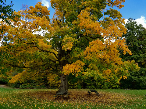 Old oak tree with green-yellow leaves in September park. Ontario, Canada