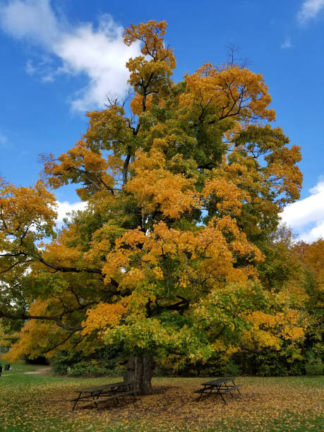 istock Old oak tree with green yellow leaves (6) 1430180821