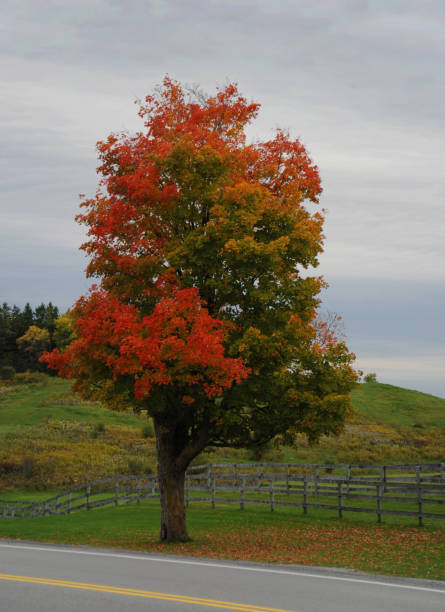 istock Colorful maple tree on the roadside 1430180829
