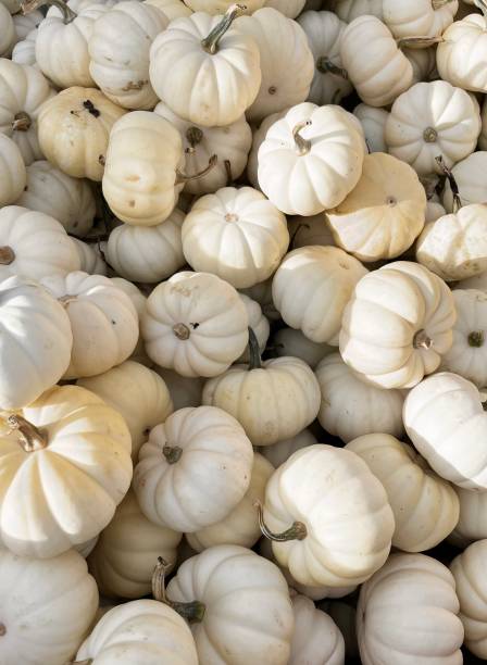 istock Pile of pumpkins 1430185751