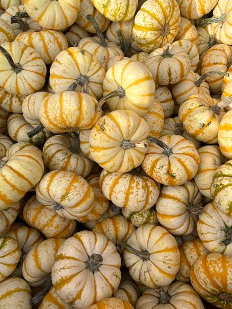 istock Pile of colorful pumpkins 1430185991
