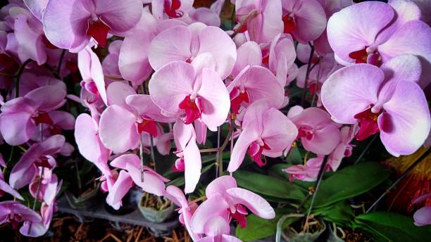 Purple white phalaenopsis orchid flower in the botanical garden Purple white phalaenopsis orchid flower in the botanical garden phalaenopsis orchidee stock pictures, royalty-free photos & images