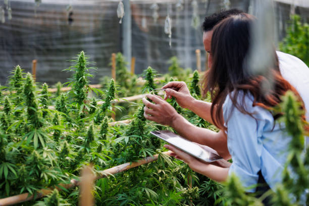 Scientists and farmer researching together and using tablet to collect data in Cannabis farm. Cannabis Cultivation and Hemp Oil Research concept. Medical marijuana plantation. stock photo
