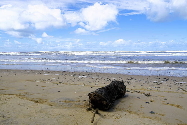 A wooden log floating next to the shore in the sea