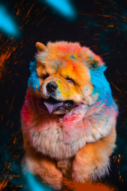 istock The dog jumps in colors on a black background 1430200719
