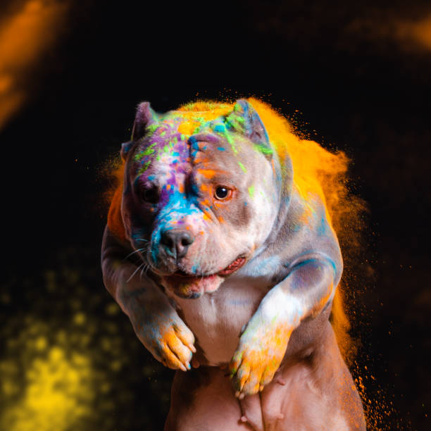 istock The dog jumps in colors on a black background 1430200720