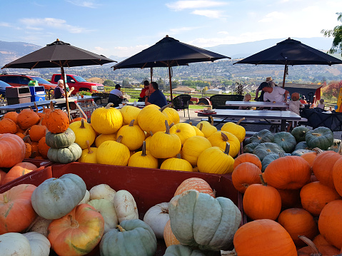 Vernon, British Columbia, Canada- October 3, 2022: People enjoying Autumn with food, drink and pumpkins at  Farm in Vernon BC.