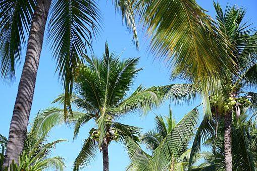 coconut trees on beach, natural background