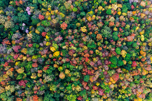 Aerial view of thick forest in autumn. Colorful forest Autumn Foliage.