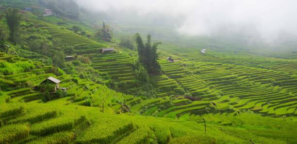 istock Terraced Field Viet Nam southeast asia 1430220300