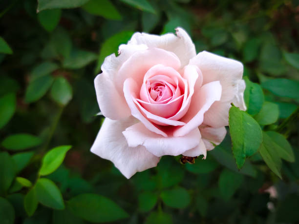 A close up macro shot of a pink rose
