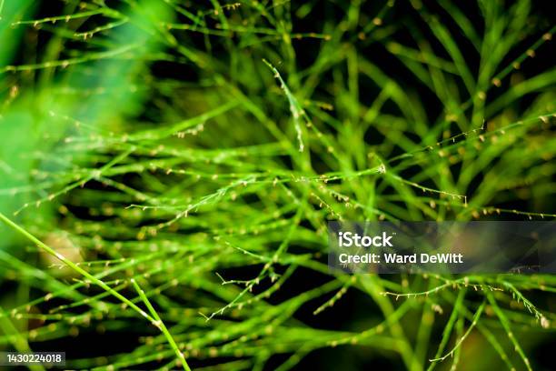 African Broom Fern Asparagus Virgatus Stock Photo - Download Image Now - Asparagaceae, Asparagales, Asparagus Fern