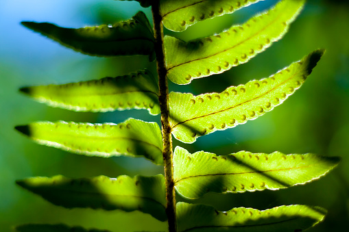 Ferns reproduce through spores, rather than seeds. Here fern spores are seen beneath a backlit leaf.