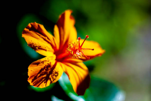 Close-up of orange Hawaiian Rose of Sharon flower (Hibiscus rosa-sinensis) in bloom.