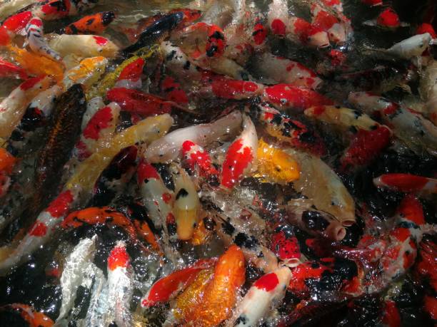 istock Koi fish swimming in the water. 1430224086
