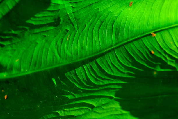 istock Texture of a leaf in the sunlight 1430224677
