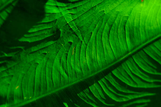 istock Texture of a leaf in the sunlight 1430224679