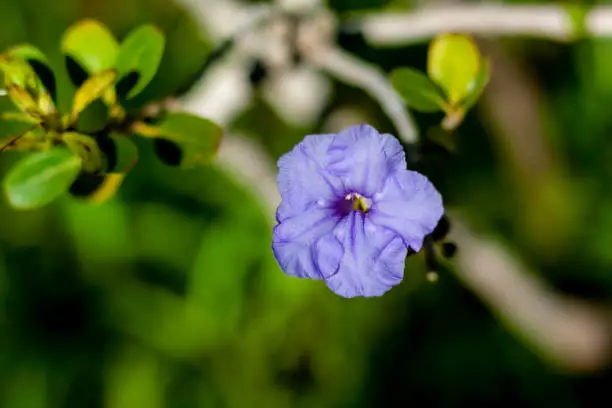 Flower of the Ruellia simplex plant, Mexican petunia, Mexican bluebell or Britton's wild petunia, native to Mexico, the Caribbean, and South America.