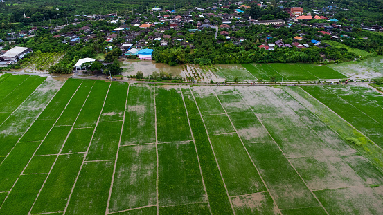 Aerial view of paddy fields or agricultural areas affected by rainy season floods. Top view of a river flowing after heavy rain and flooding of farm fields in rural villages. Climate change concept