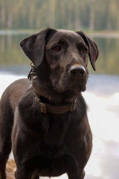 istock Labrador dog by lakeshore 1430226435
