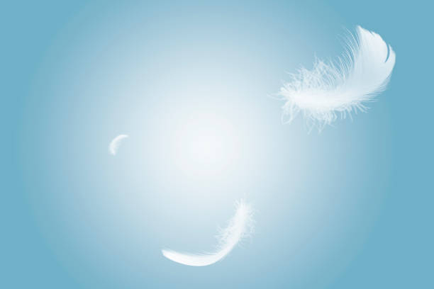 istock Abstract White Bird Feathers Floating in The Sky. Flying Swan Feather 1430226684