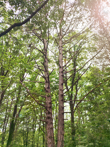 A vertical view of a high tree trunk. Background is the sunlight passes through the tree branches.