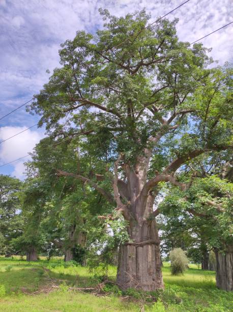 istock views of the baobab tree in the countryside 1430229653