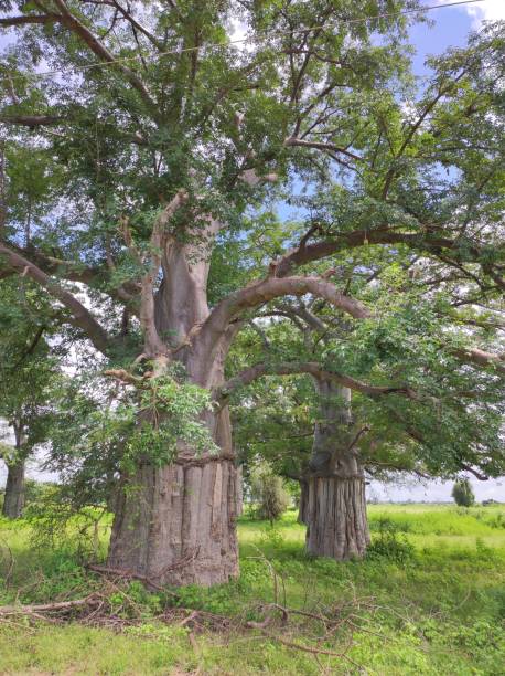 istock views of the baobab tree in the countryside 1430229676