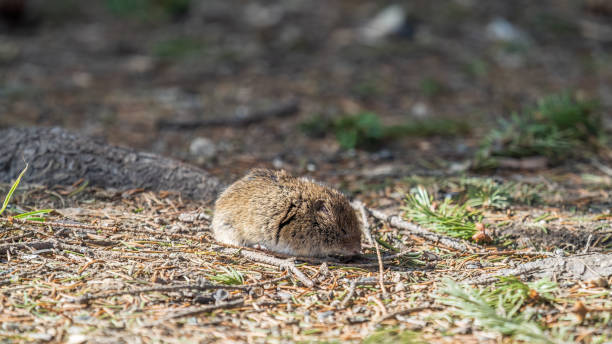 istock A closeup of a Common vole, Microtus arvalis, on the ground with a blurry background 1430229935