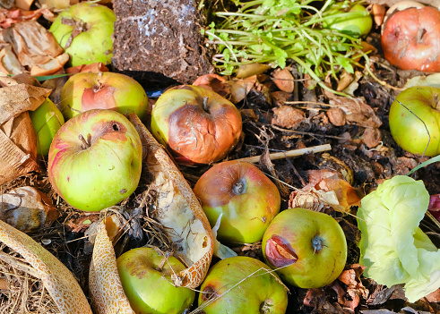 Vegetable food waste on the compost heap