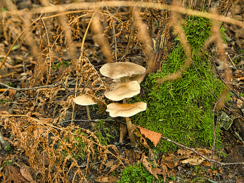 Forest mushrooms