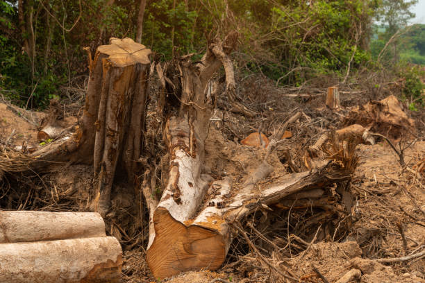 istock Dig  a tree  root  Fallen tree, a torn tree with roots from under the ground lies on the ground. 1430231544