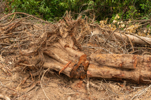 istock Dig  a tree  root  Fallen tree, a torn tree with roots from under the ground lies on the ground. 1430231547