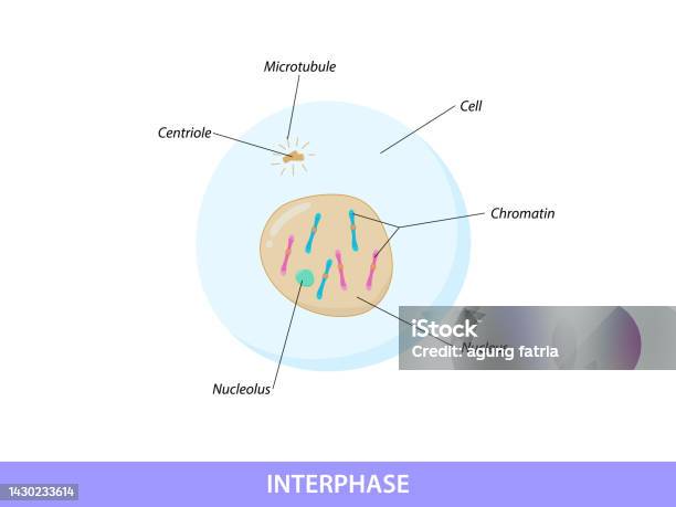 Microstructure Interphase Illustration Interphase Of Mitosis Phase Stok Vektör Sanatı & Anafaz ...