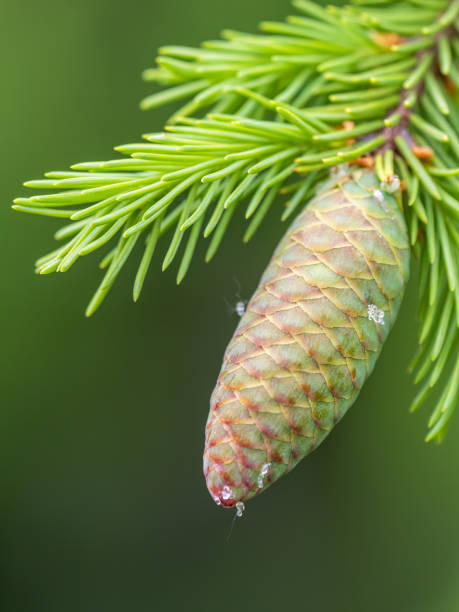 istock Young spruce cone with cured resin on a sunny morning in the forest. Copy space. Vertical image. 1430233835