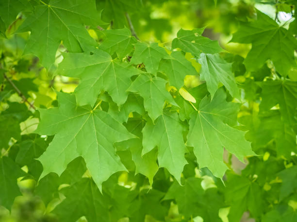 istock Spring branches of maple tree with fresh green leaves on blurred background 1430233897